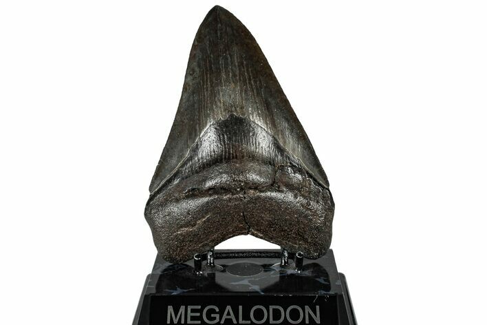 Serrated, Fossil Megalodon Tooth - Collector Quality #310394